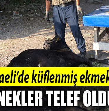 kocaeli inek telef