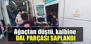 Kocaeli' de Ağaçtan düştü, kalbine dal parçası saplandı