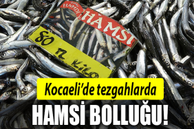 kocaeli hamsi