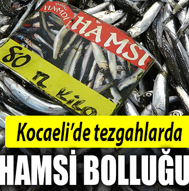 kocaeli hamsi