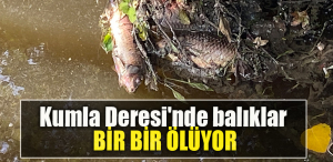 Kocaeli'nin İzmit ilçesindeki Kumla Deresi'nde balık ölümlerine rastlandı.