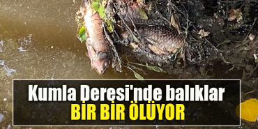 Kocaeli'nin İzmit ilçesindeki Kumla Deresi'nde balık ölümlerine rastlandı.