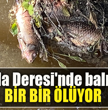 Kocaeli'nin İzmit ilçesindeki Kumla Deresi'nde balık ölümlerine rastlandı.