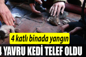 YAVRUKEDİ
