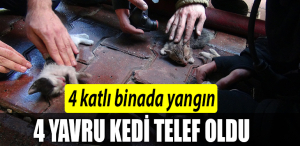 YAVRUKEDİ