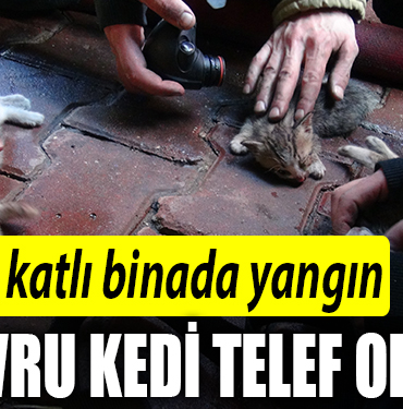 YAVRUKEDİ