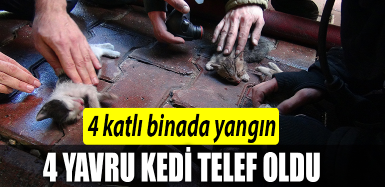 YAVRUKEDİ