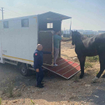 kocaelide yakalanan basibos at tekirdaga gonderildi 68tw8uJ1.jpg