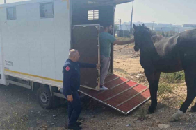 kocaelide yakalanan basibos at tekirdaga gonderildi 68tw8uJ1.jpg