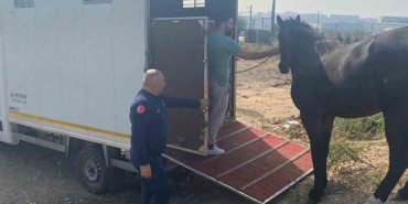 kocaelide yakalanan basibos at tekirdaga gonderildi 68tw8uJ1.jpg
