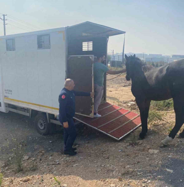 kocaelide yakalanan basibos at tekirdaga gonderildi 68tw8uJ1.jpg