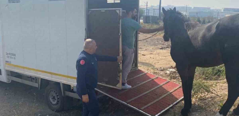 kocaelide yakalanan basibos at tekirdaga gonderildi 68tw8uJ1.jpg