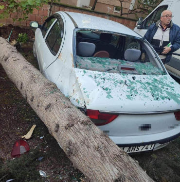 AĞAÇ 2 OTOMOBİLİN ÜSTÜNE DEVRİLDİ: SÜRÜCÜ YARA ALMADAN KURTULDU