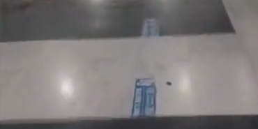 KOÜ' de ilginç görüntüler. Köpekler hastaneye tuvaletini yaptı