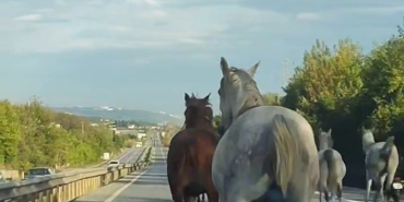 asfalti pist sanip dortnala kostular gorenler saskina dondu puK6hBbh.jpg