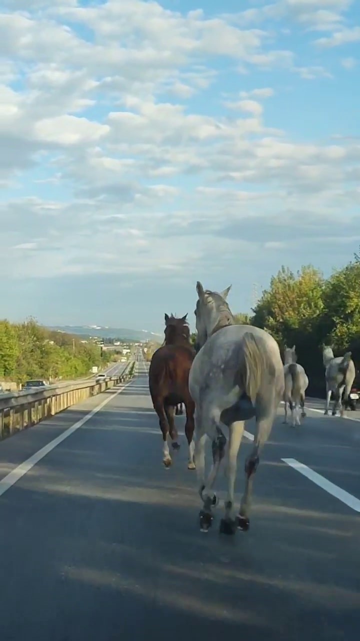 asfalti pist sanip dortnala kostular gorenler saskina dondu puK6hBbh.jpg