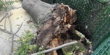 devrilen agacin altinda kalmaktan son anda kurtuldu o anlar kameraya yansidi Pcr8b5O9.jpg