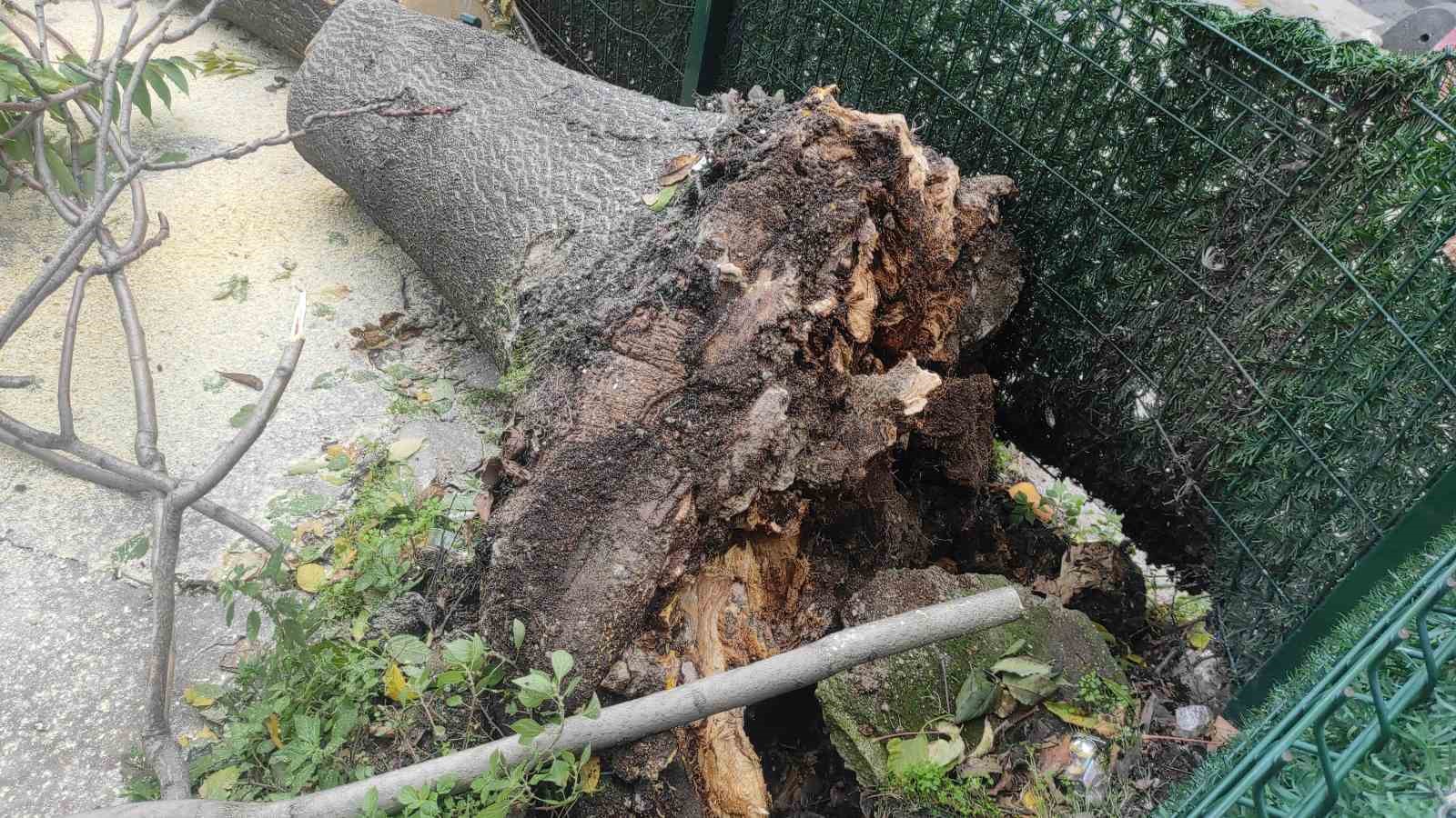 devrilen agacin altinda kalmaktan son anda kurtuldu o anlar kameraya yansidi Pcr8b5O9.jpg