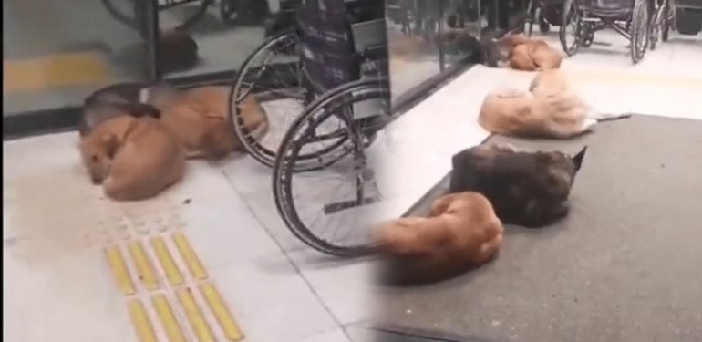 köpek hastane
