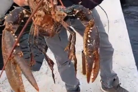 izmit korfezinde oltaya 3 kiloluk istakoz takildi yeniden denize birakildi uXKFPrvh.jpg