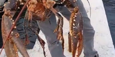 izmit korfezinde oltaya 3 kiloluk istakoz takildi yeniden denize birakildi uXKFPrvh.jpg