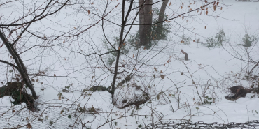 KAYAK MERKEZİNDE ACI SON