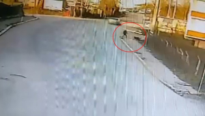 KANDIRA'DA OKULA GİDEN ÇOCUĞA 2 KÖPEK SALDIRDI