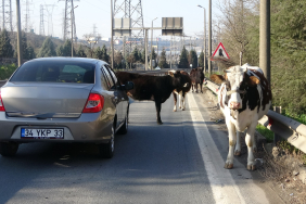 TEM OTOYOLUNA GİREN BÜYÜKBAŞLAR ORTALIĞI BİRBİRİNE KATTI TEM OTOYOLUNDA SÜRÜCÜLERİN BÜYÜK BAŞ HAYVANLAR İLE İMTİHANI