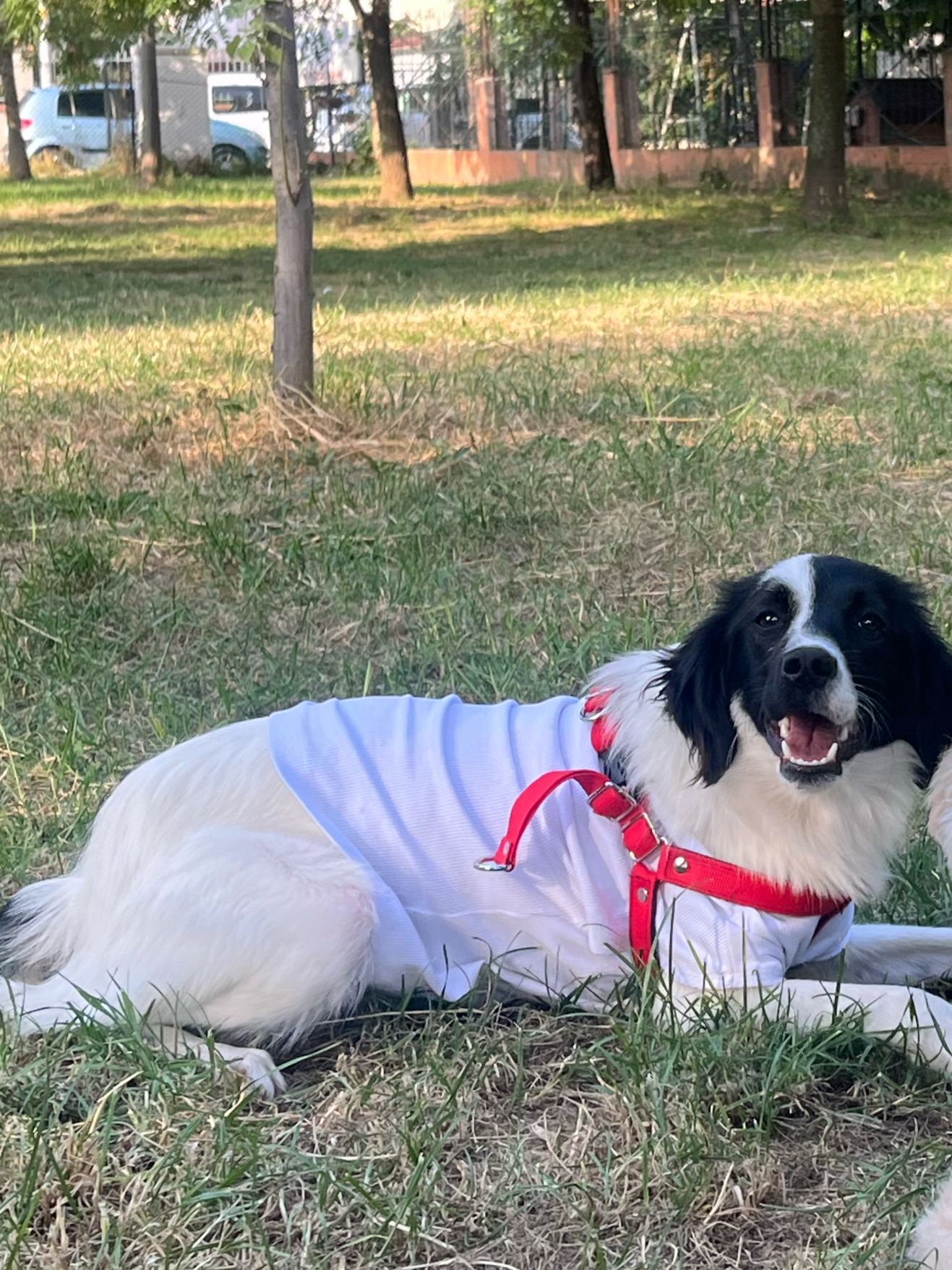 229d1353 3588 45e8 aa83 ac6b80bb24d2