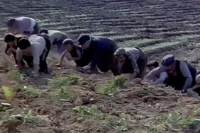 Davaro’daki hıyar tarlası sahnesi gerçek oldu! Çilekleri çaldılar, hasat iptal!