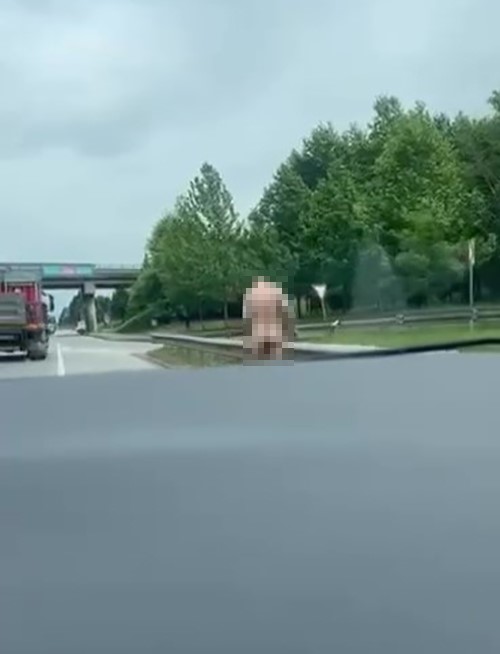 KOCAELİ'DE İLGİNÇ GÖRÜNTÜ: KARAYOLUNDA ÇIRILÇIPLAK DOLAŞTI