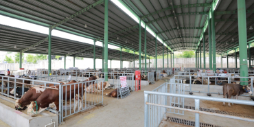 Kurban satışı için Modern Hayvan Pazarına ön kayıtlar başladı