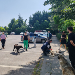 Yahya Kaptan’daki saldırgan köpeklere İzmit Belediyesi ve hayvanseverlerden ortak müdahale