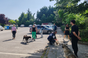 Yahya Kaptan’daki saldırgan köpeklere İzmit Belediyesi ve hayvanseverlerden ortak müdahale