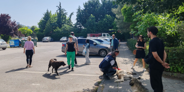 Yahya Kaptan’daki saldırgan köpeklere İzmit Belediyesi ve hayvanseverlerden ortak müdahale
