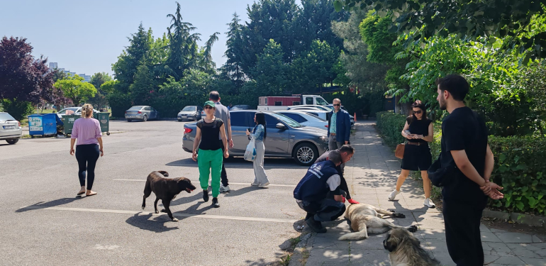 Yahya Kaptan’daki saldırgan köpeklere İzmit Belediyesi ve hayvanseverlerden ortak müdahale