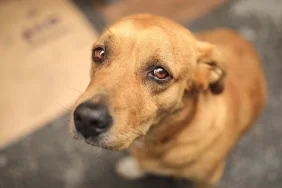 Sokak hayvanlarına 'ötanazi' teklifi komisyonda kabul edildi