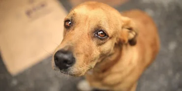 Sokak hayvanlarına 'ötanazi' teklifi komisyonda kabul edildi