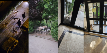 Gölkent sitesi sakinleri köpeklerden rahatsız