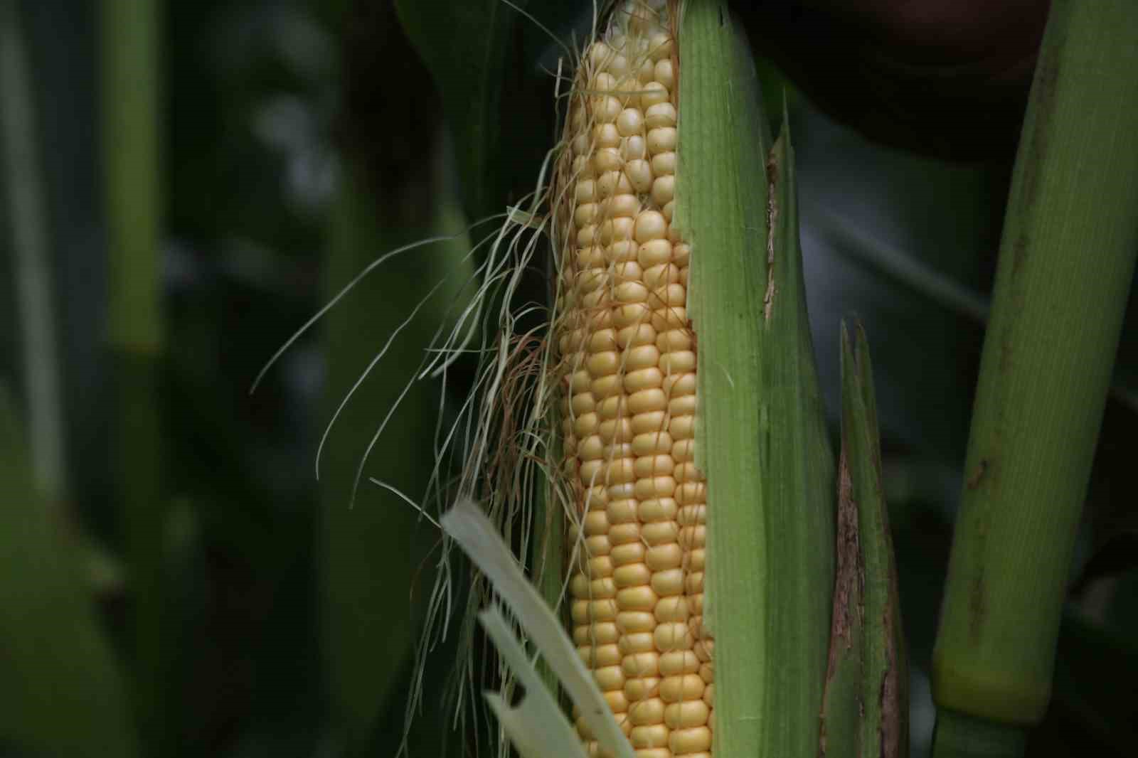 20240906aw282081 0.jpg