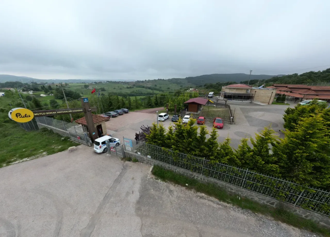 Şok İddia Kocaeli Büyükşehir Belediyesi sokak hayvanlarına zehirli İlaç mı sıktı