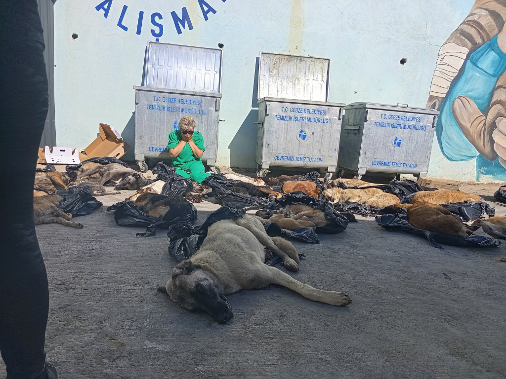 Gebze' de köpek katliamı . Hiç mi vicdanınız yok