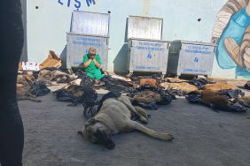 Gebze' de köpek katliamı . Hiç mi vicdanınız yok