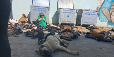 Gebze' de köpek katliamı . Hiç mi vicdanınız yok