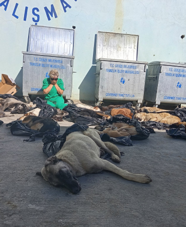 Gebze' de köpek katliamı . Hiç mi vicdanınız yok
