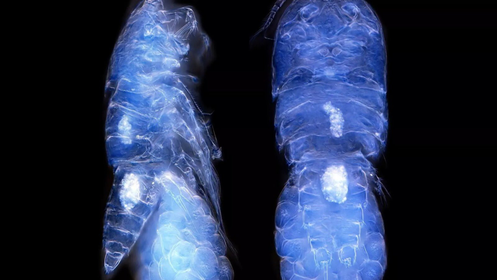 Türk araştırma ekibi, Batı Antarktika’da yeni bir canlı türü keşfetti.