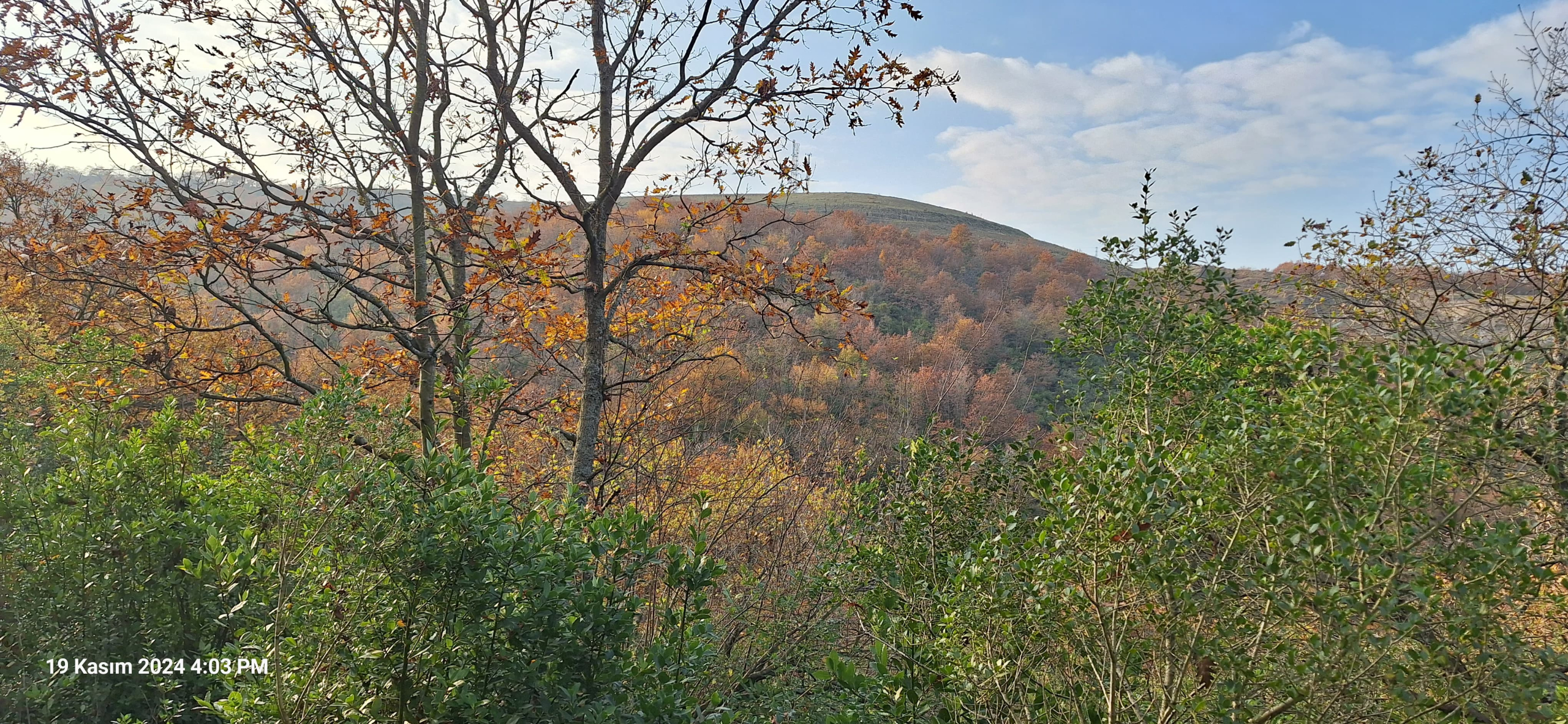 Çöp Tesisi İçin 50.000 Ağaç Kesilecek