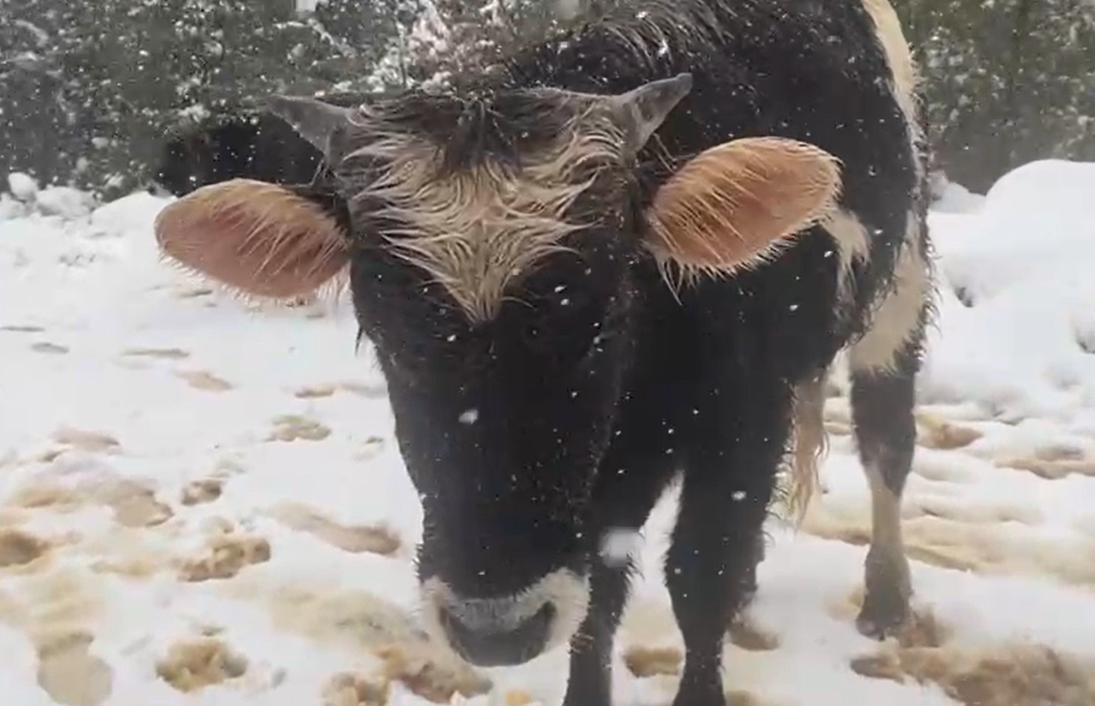 20250208aw387307 0.jpg