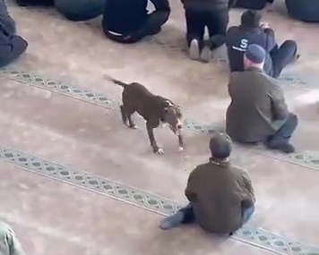 Camiye giren pitbull tedirginliğe neden oldu