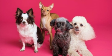 Arastirma-Sonucu-14-Kopek-Irkinda-Solunum-Rahatsizligi-Riski-featured